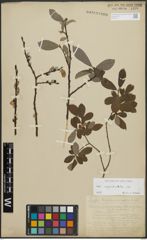 Foto von Salix appendiculata Vill.